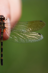 Macrothemis hemichlora