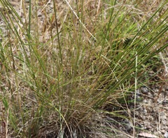 Austrostipa blackii
