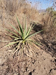 Furcraea parmentieri