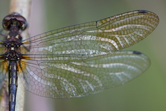 Macrothemis hemichlora