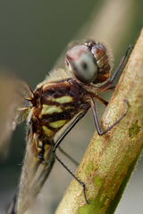 Macrothemis hemichlora