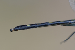 Macrothemis hemichlora