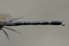 Macrothemis hemichlora