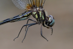 Macrothemis hemichlora