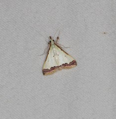 Autocharis hedyphaes