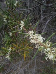 Hakea teretifolia