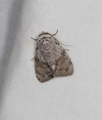 Barasa cymatistis