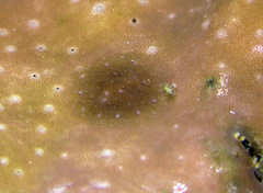 Doridomorpha gardineri