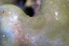 Doridomorpha gardineri