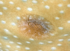 Doridomorpha gardineri