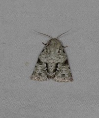 Acronicta psorallina