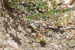 Astragalus beckwithii