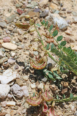 Astragalus beckwithii