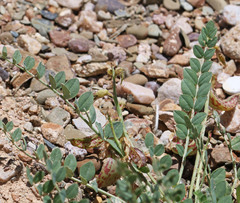 Astragalus beckwithii