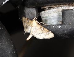 Cotachena hicana