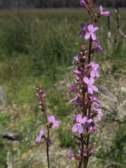 Stylidium montanum