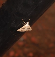 Dichromodes mesotoma