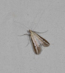 Euclasta maceratalis