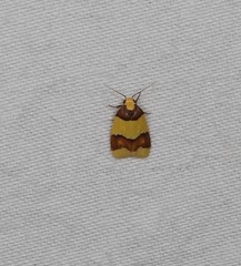 Heterallactis microchrysa