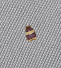 Heterallactis phlogozona