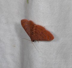 Homodes bracteigutta