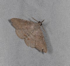 Heterormista modesta