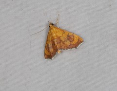 Hyalobathra aequalis