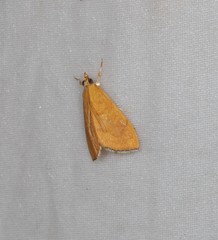 Hyalobathra brevialis