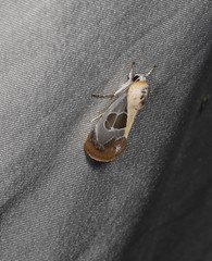 Westermannia gloriosa