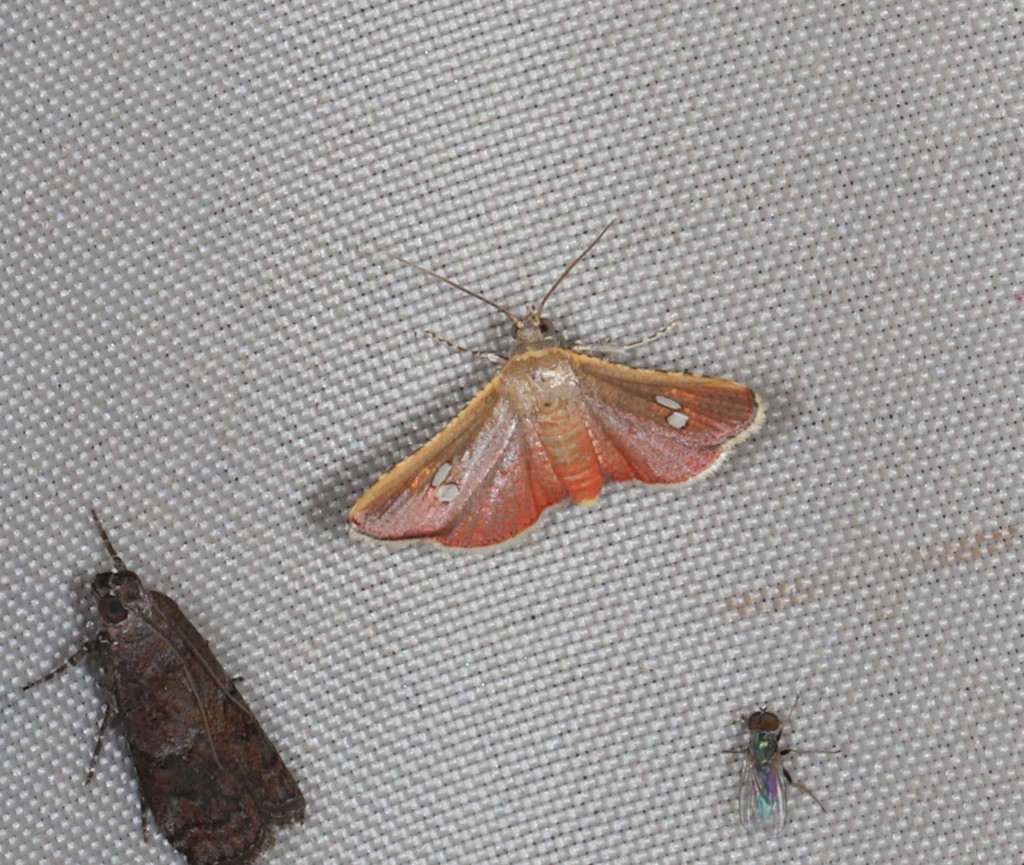 Mathoris loceusalis