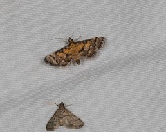Metasia polytima