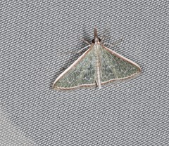 Myrmidonistis hoplora
