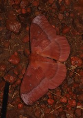 Neodiphthera excavus