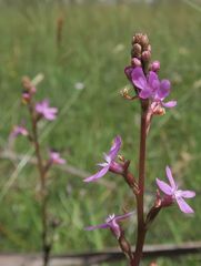 Stylidium montanum
