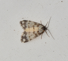 Thallarcha jocularis