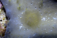 Doridomorpha gardineri