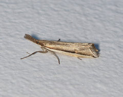 Hednota invalidellus