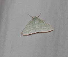 Oenochroma infantilis