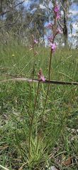 Stylidium montanum