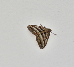 Xanthorhoe percrassata