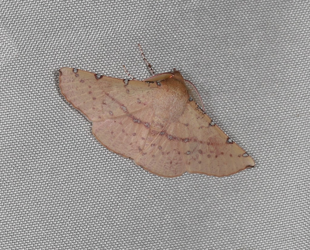 Oenochroma polyspila