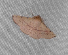 Oenochroma polyspila