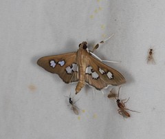 Omiodes odontosticta