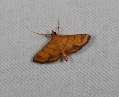 Orphanostigma abruptalis