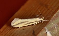 Corynotricha antipodella