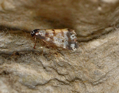 Thallarcha jocularis