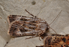 Agrotis radians