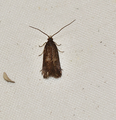 Lecithocera terrigena