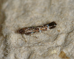 Stagmatophora argyrostrepta
