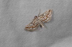 Parapoynx dentizonalis